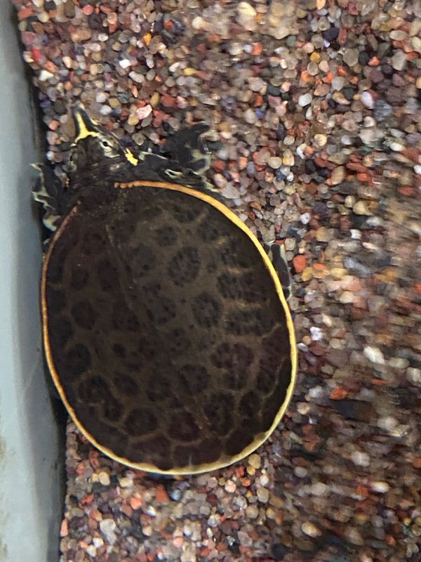 Florida  Softshell  Turtles