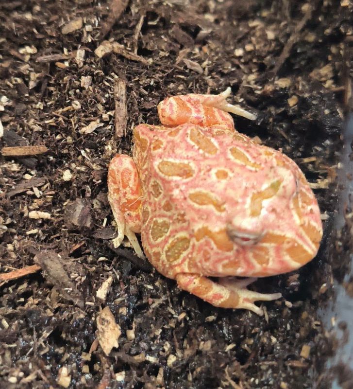 Strawberry Pacman Frog