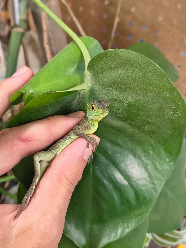 Green Basilisk, babies