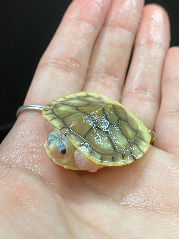 Caramel Albino Red Ear Slider