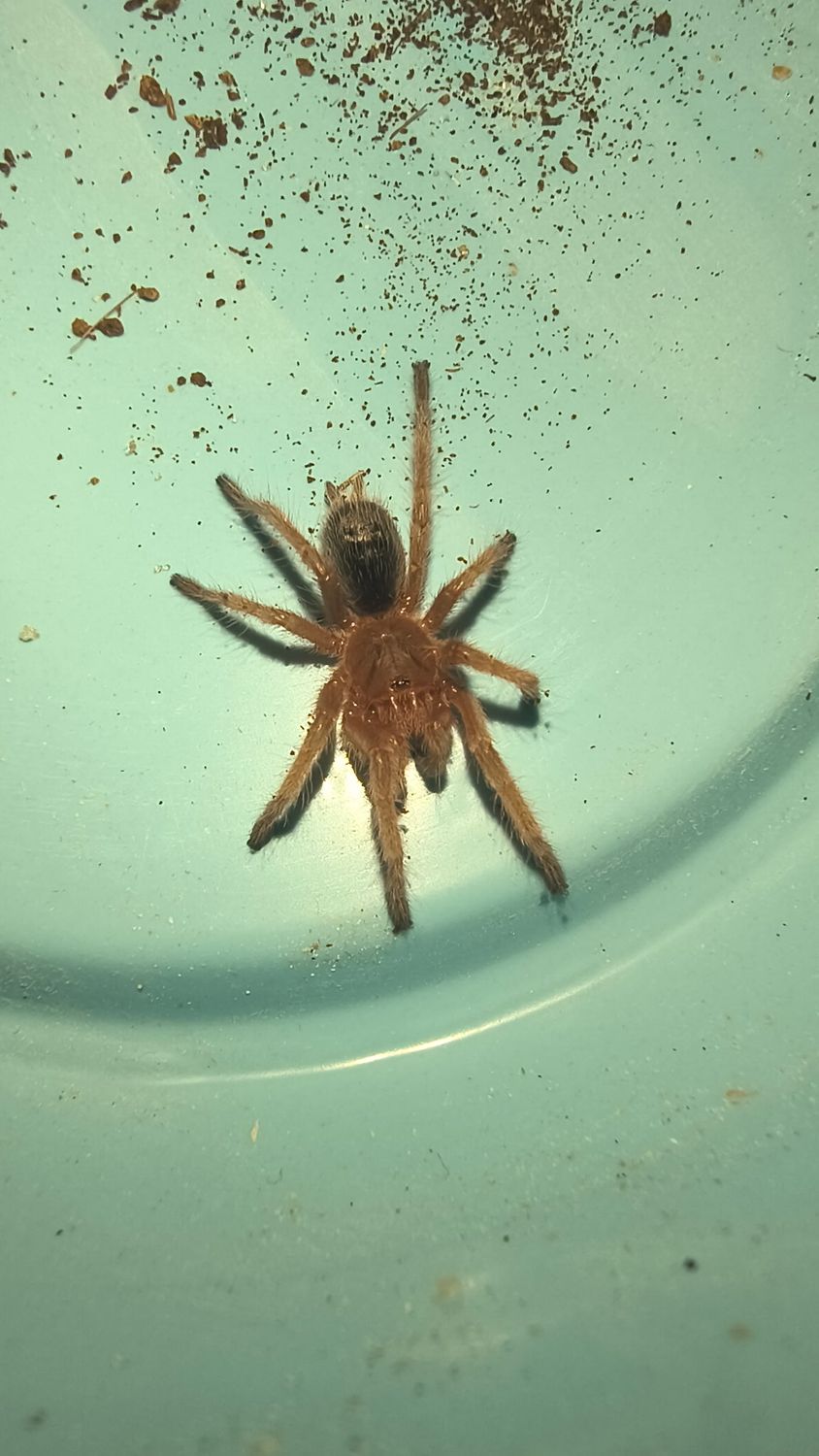 Chilean Rose Hair, Tarantula