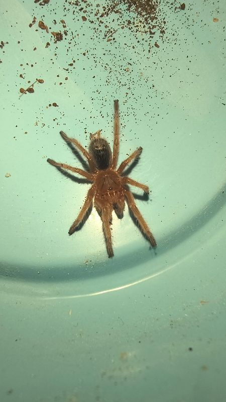 Chilean Rose Hair, Tarantula