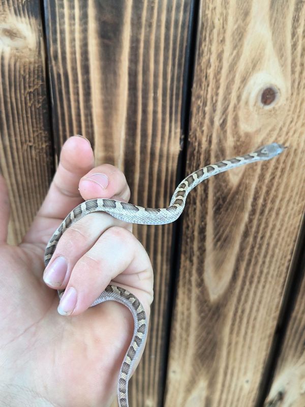 White Sided Black Rat Snake