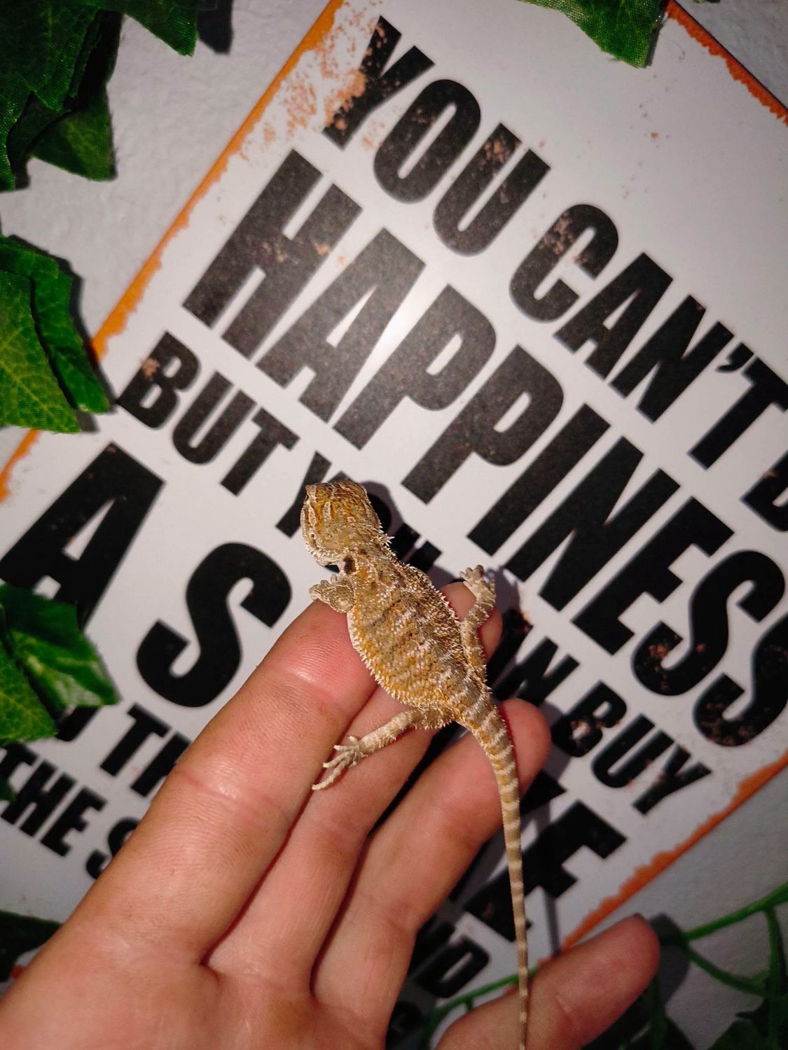 Red Bearded Dragon