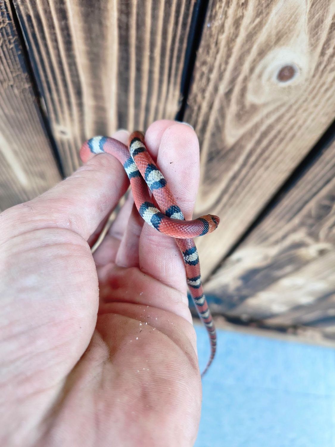 Scarlet Snake