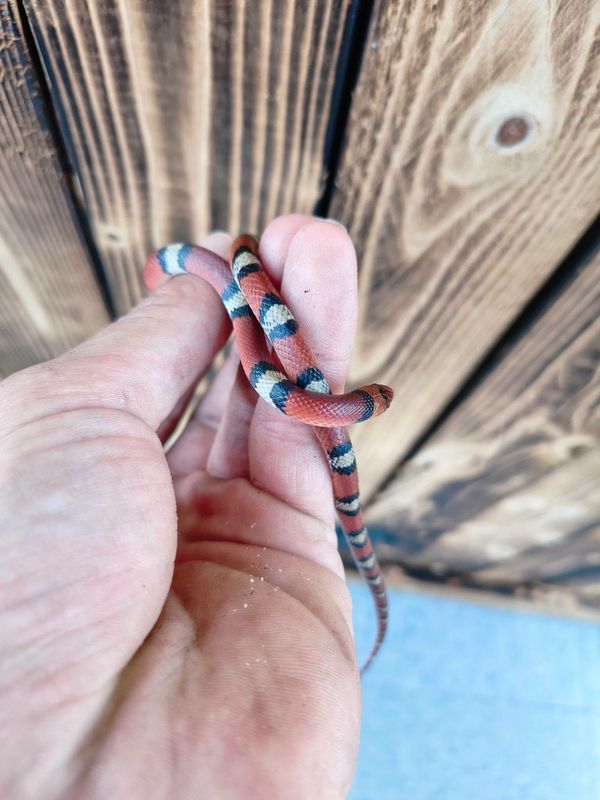 Scarlet Snake