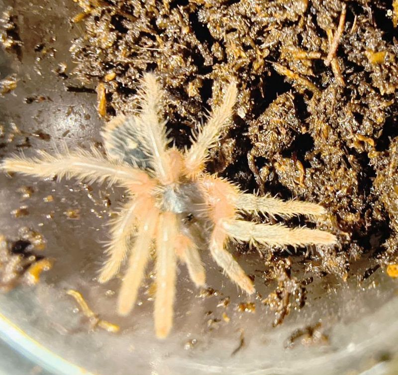 Columbian Giant Red Leg, Tarantula