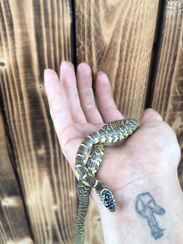 Brooks King Snake