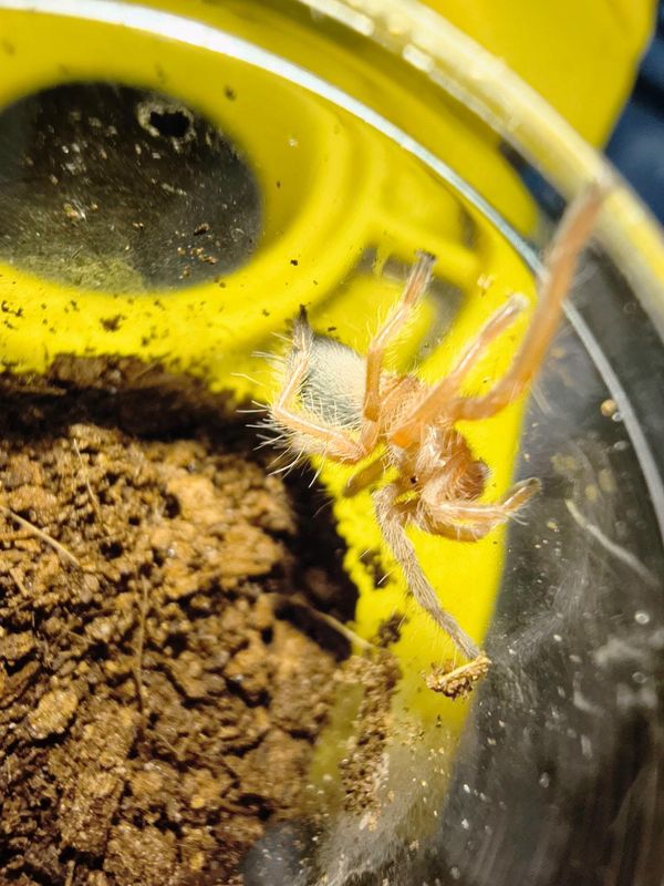 Lava Tarantula