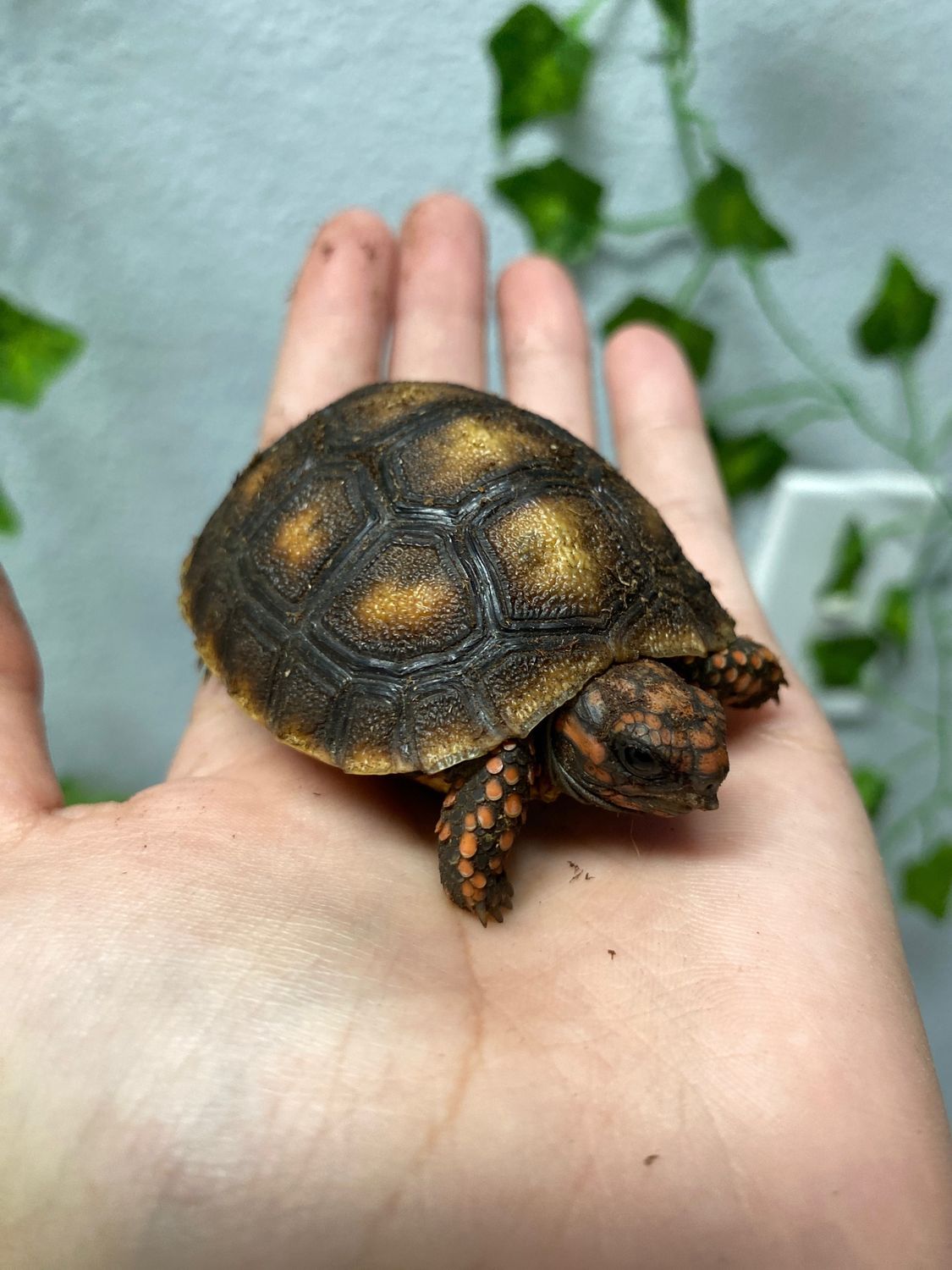 Cherry Head Tortoise
