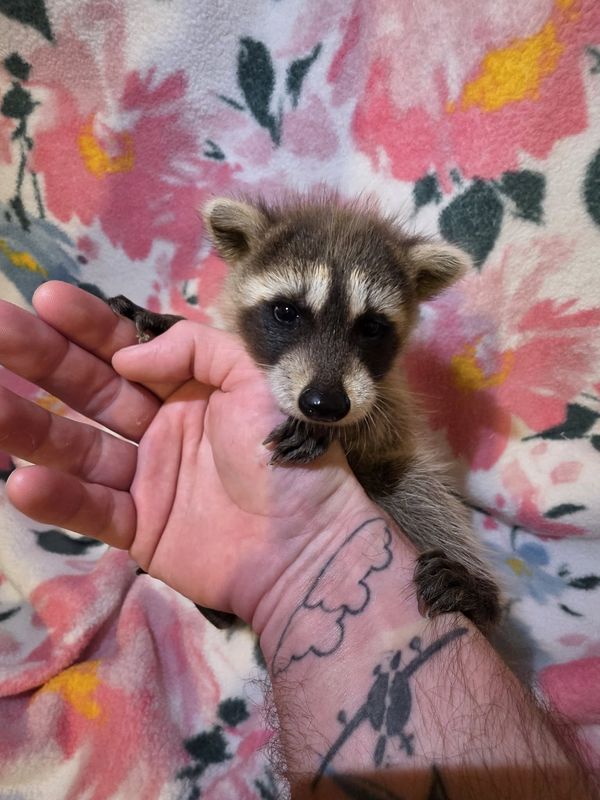Raccoons, 2027 reservations
