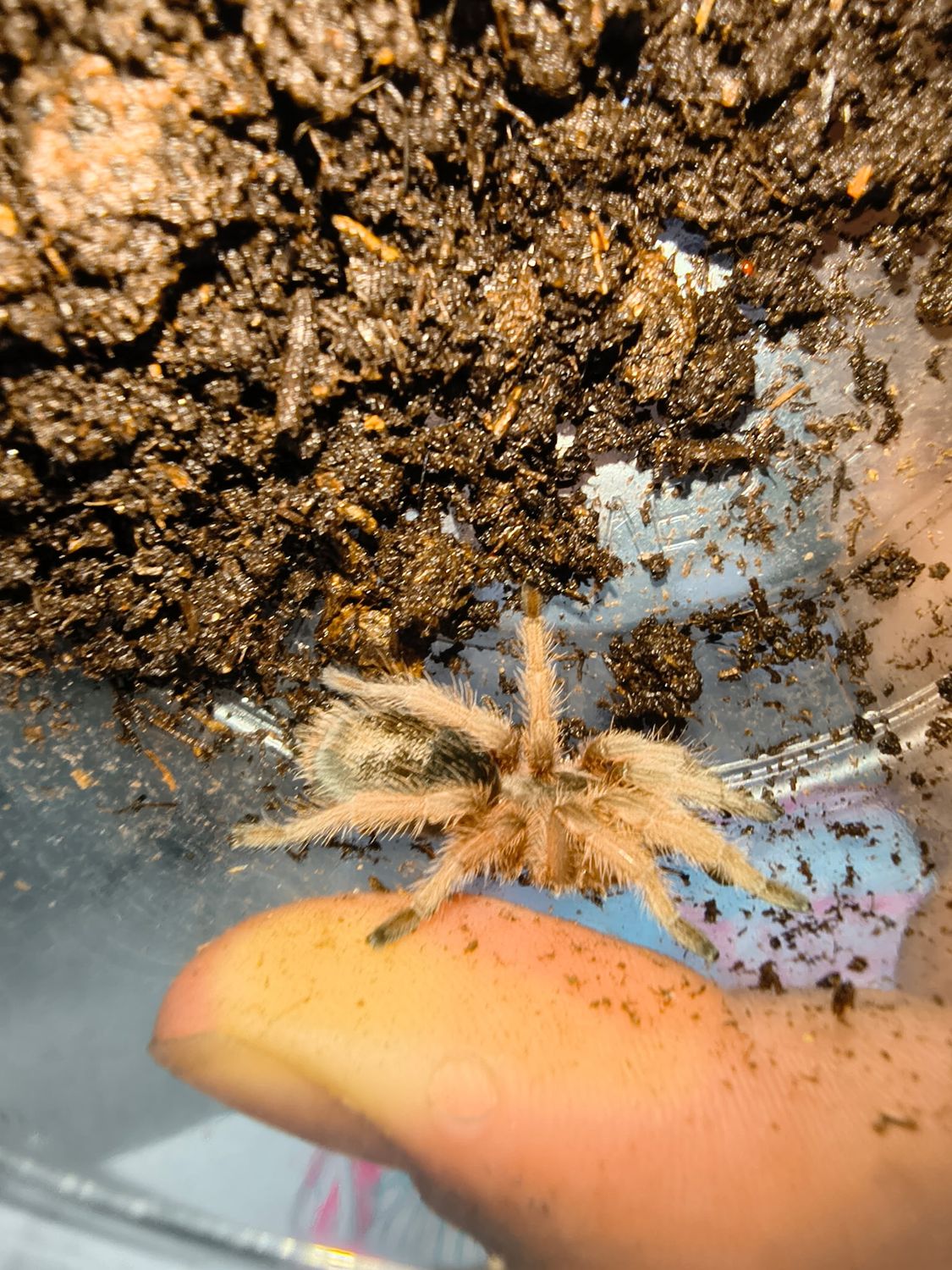 Uruguayan Black, Tarantula