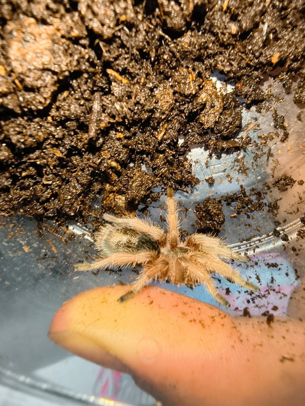 Uruguayan Black, Tarantula