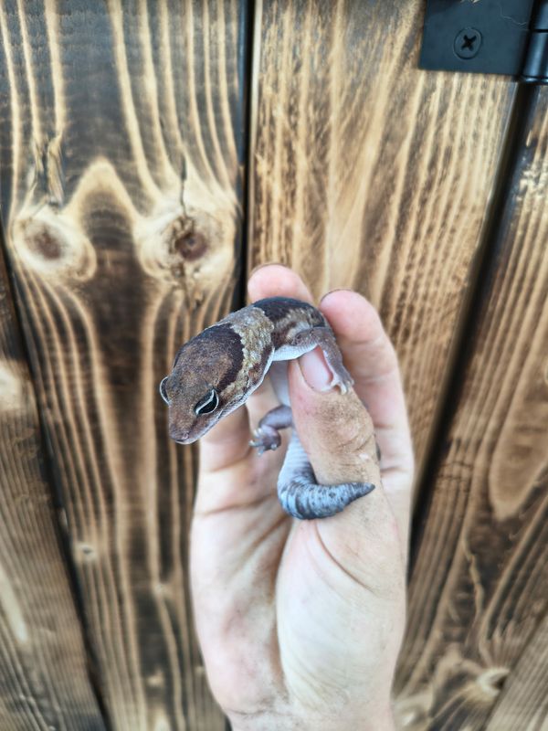 African Fat Tail Gecko