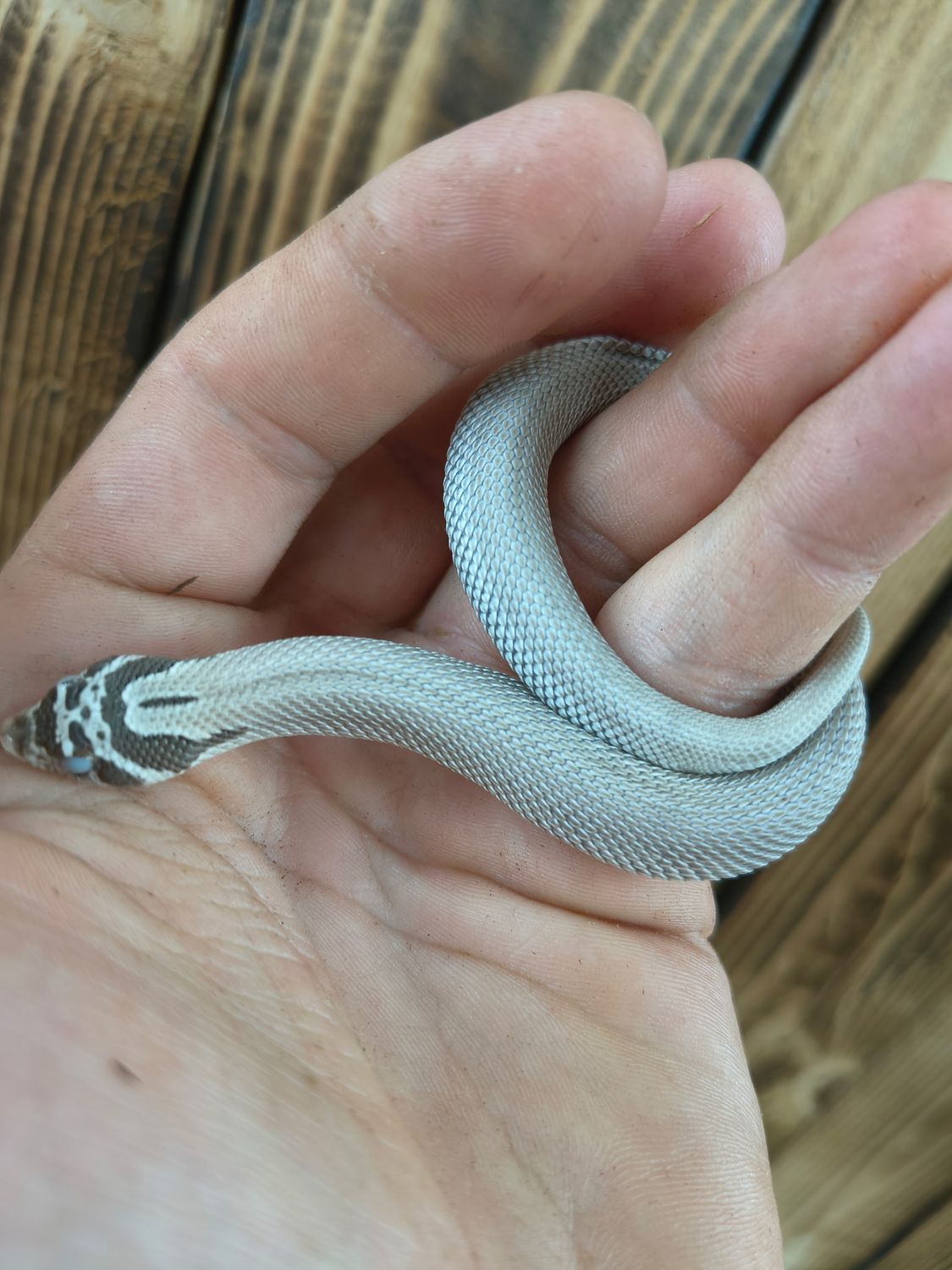 Axanthic Superconda Western Hognose