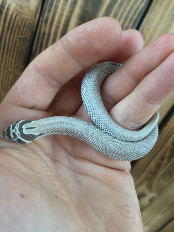 Axanthic Superconda Western Hognose
