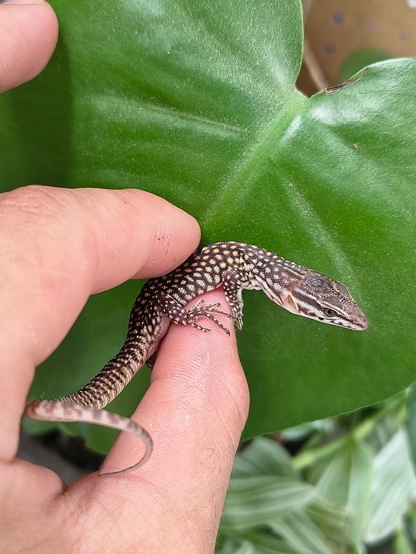Red Ackie Monitor, cb baby!