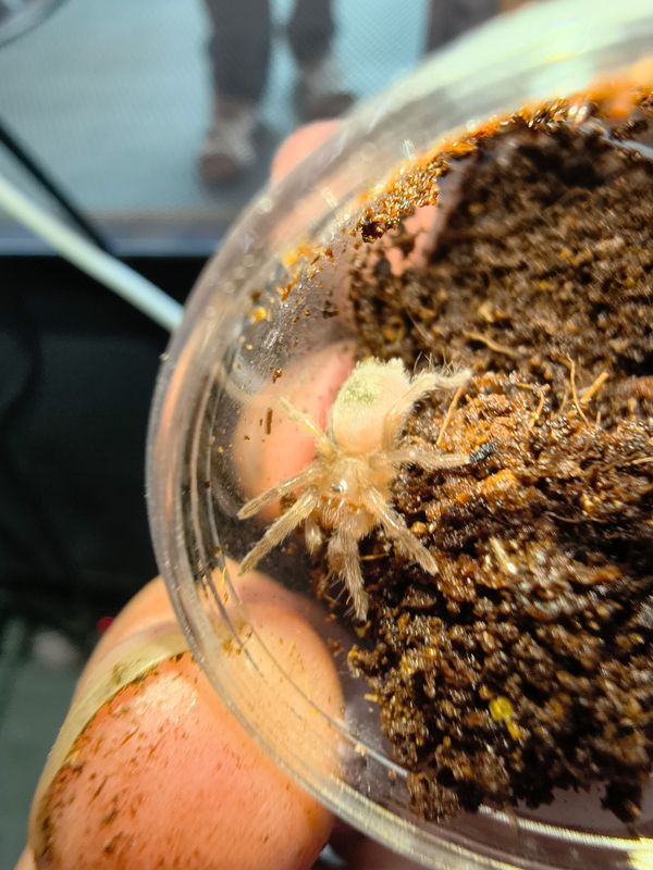 Chilean Yellow, Tarantula