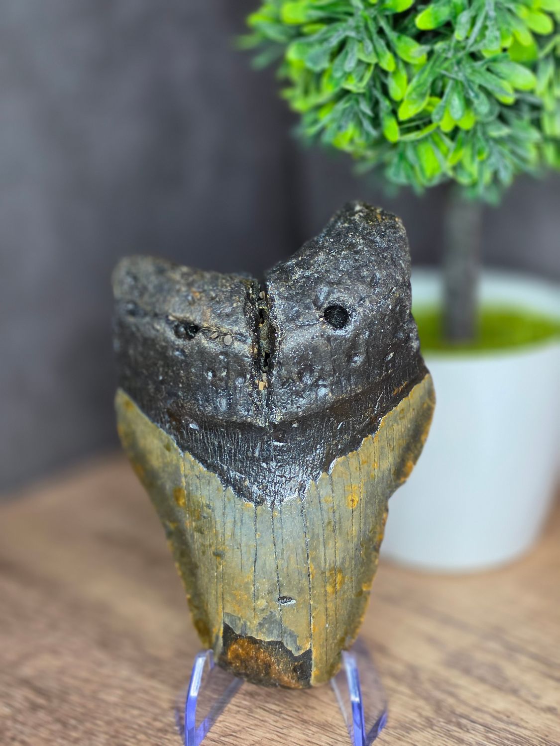 Huge, Megalodon Tooth!