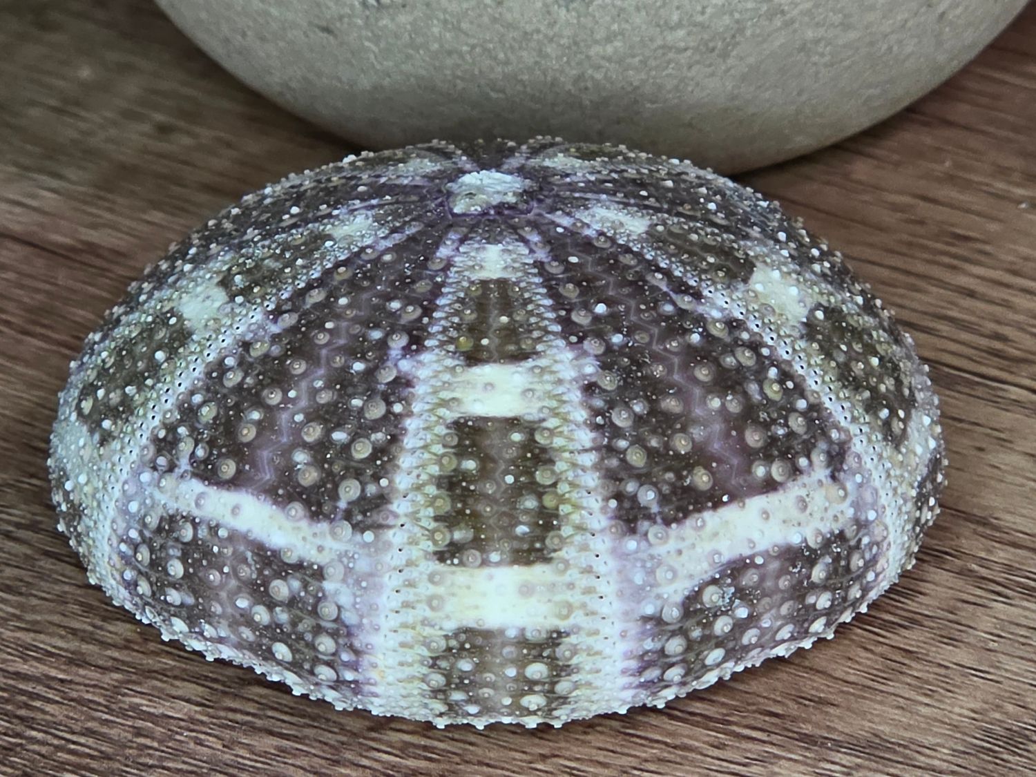 Urchin Fossil