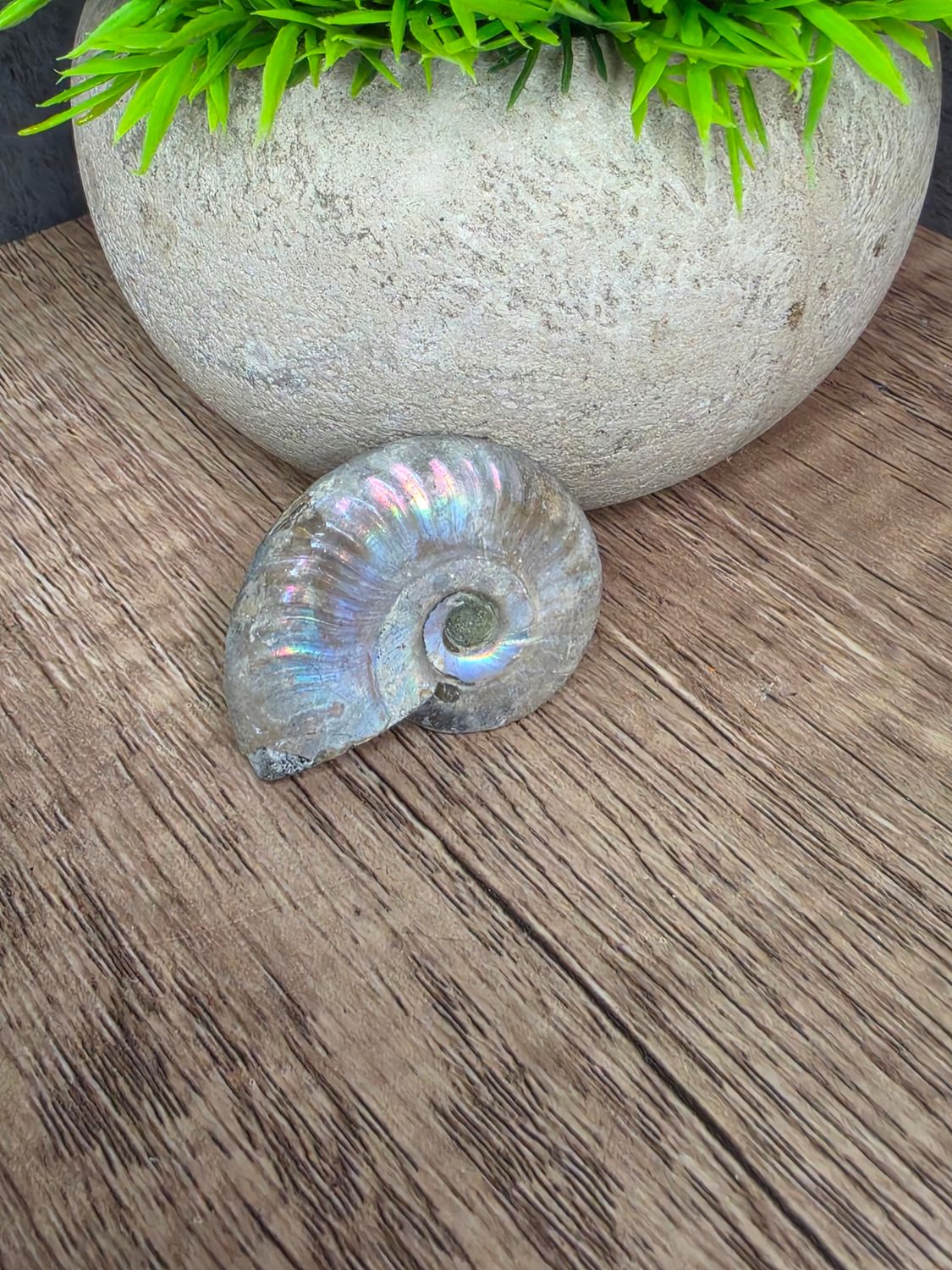 Opalized Ammonite