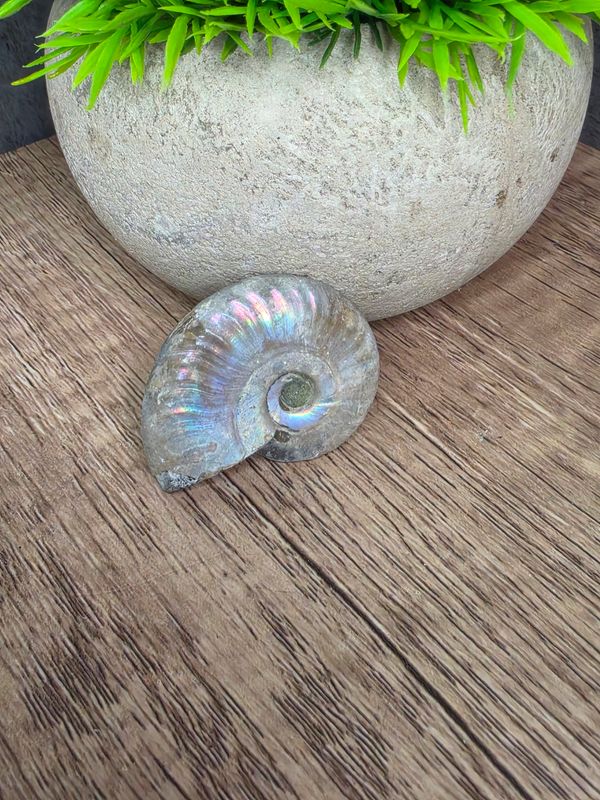 Opalized Ammonite