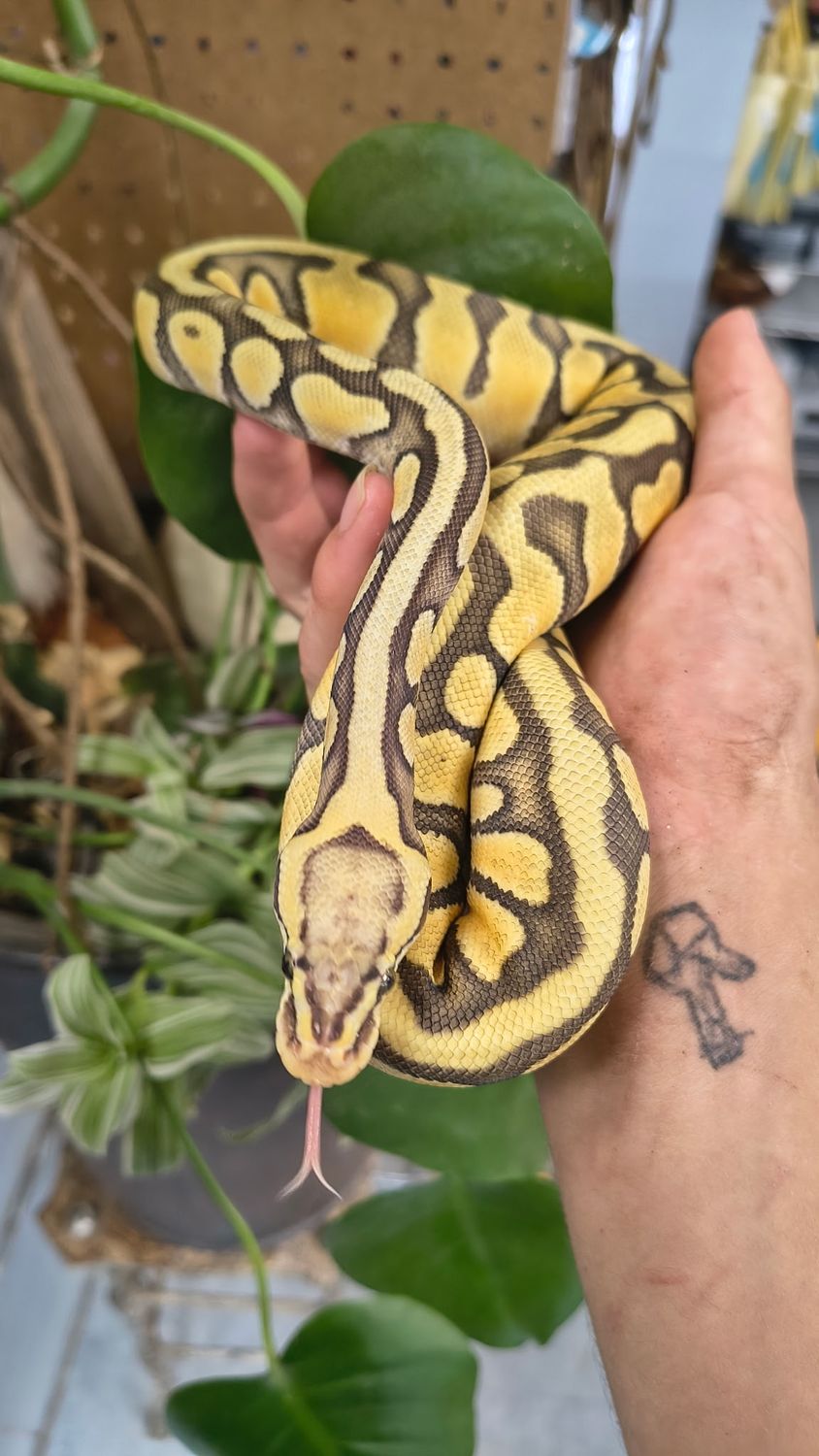 Hypo Enchi, Ball Python