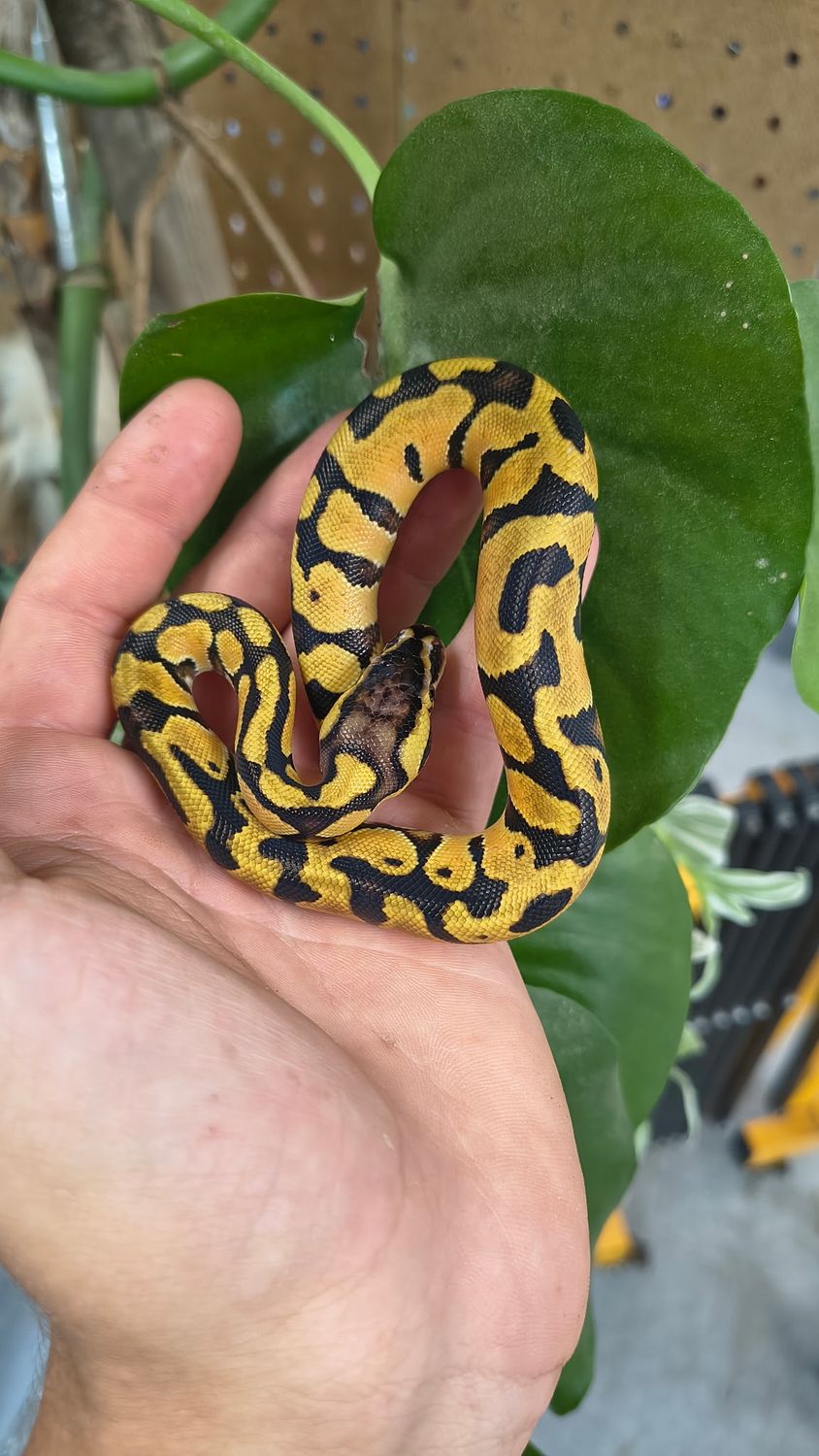 Pastel Blade, Ball Python