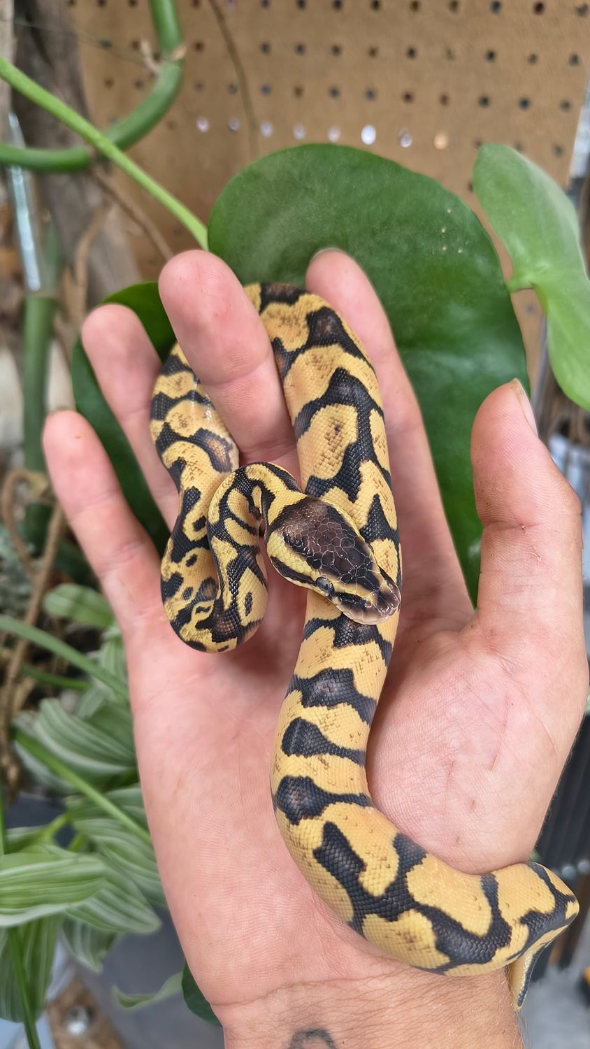 Pastel Blade, het Clown, Ball Python