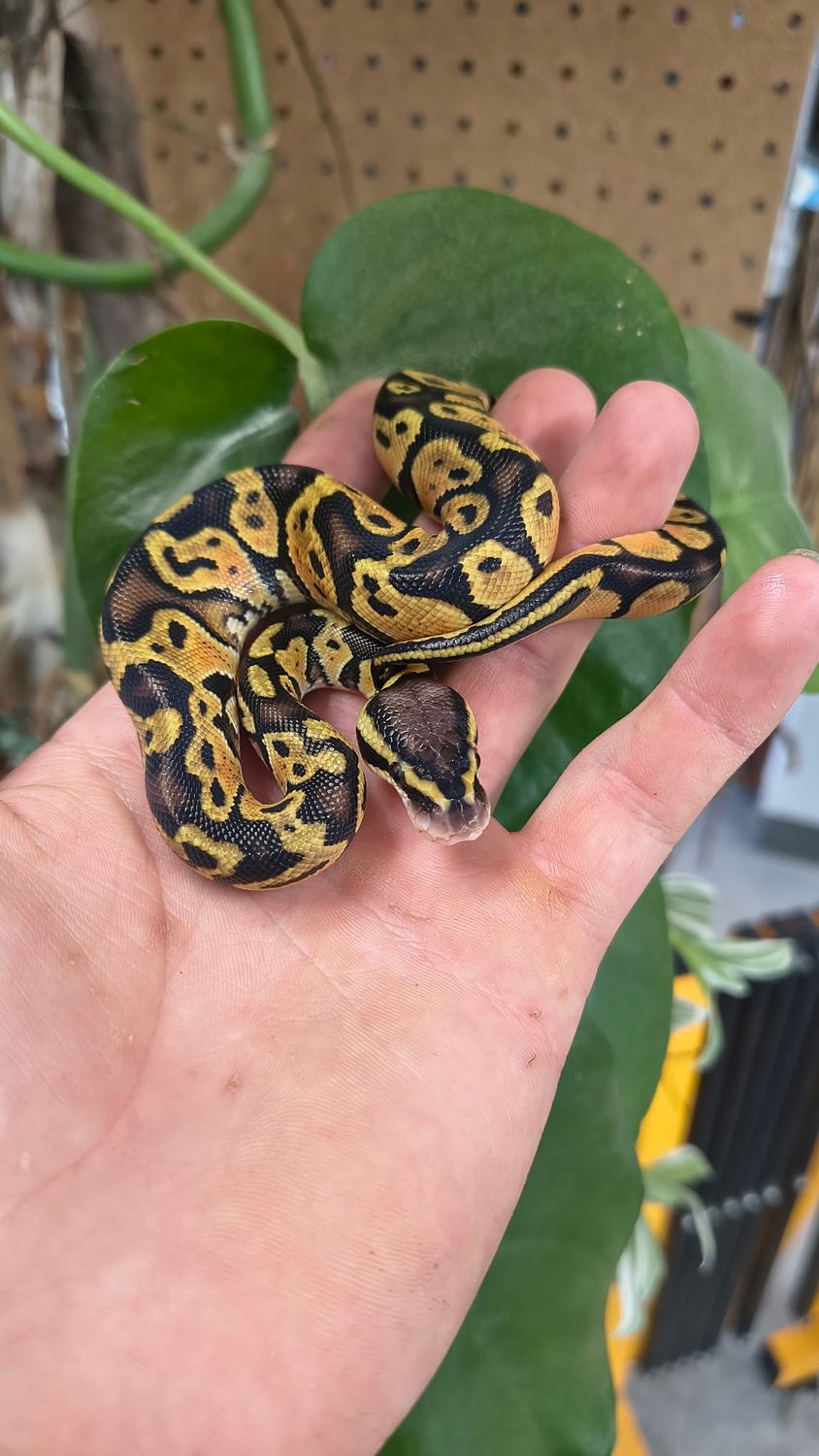 Pastel Blade, pos Orange Dream, Ball Python