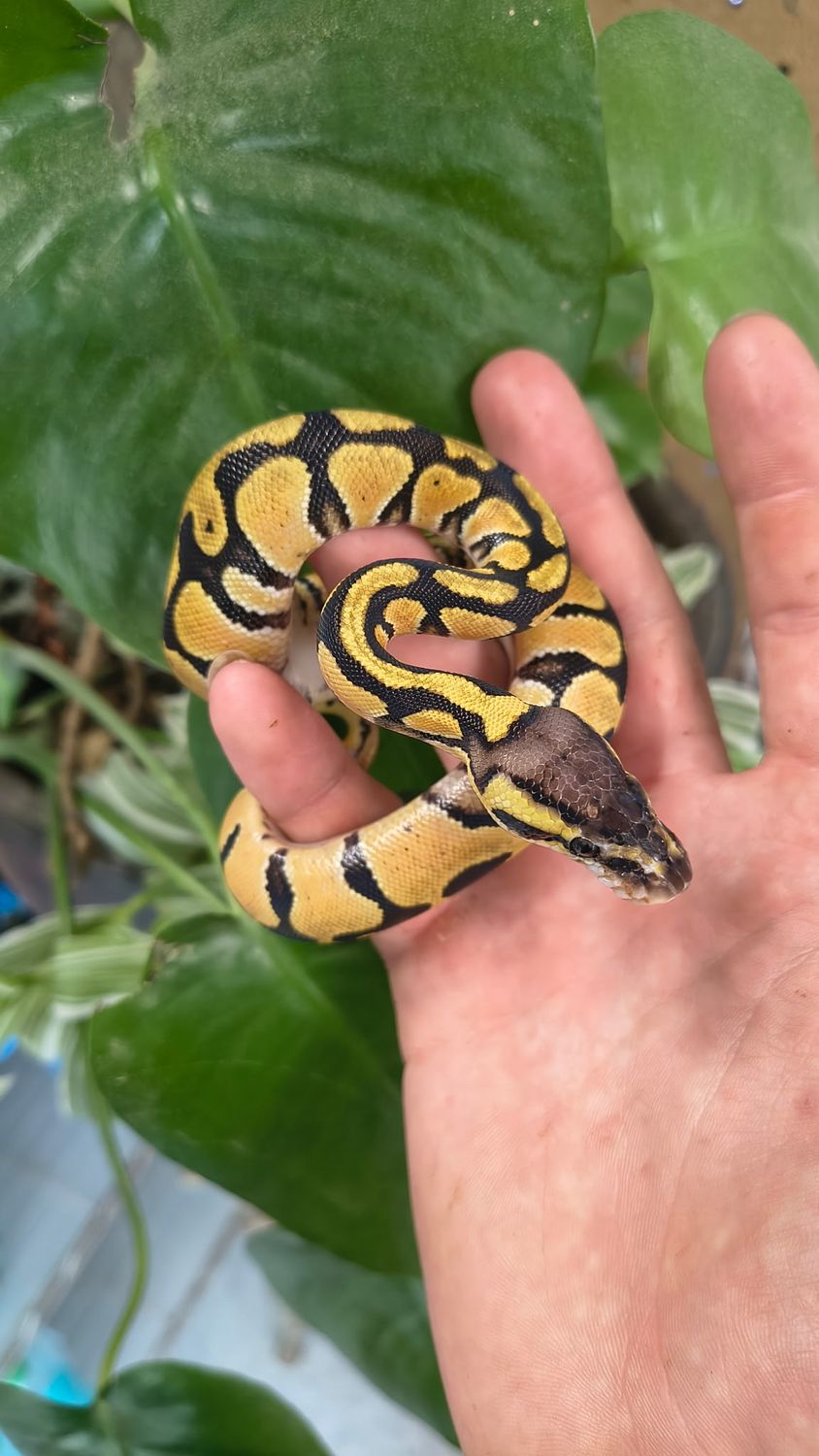 Pastel Leopard, Ball Python