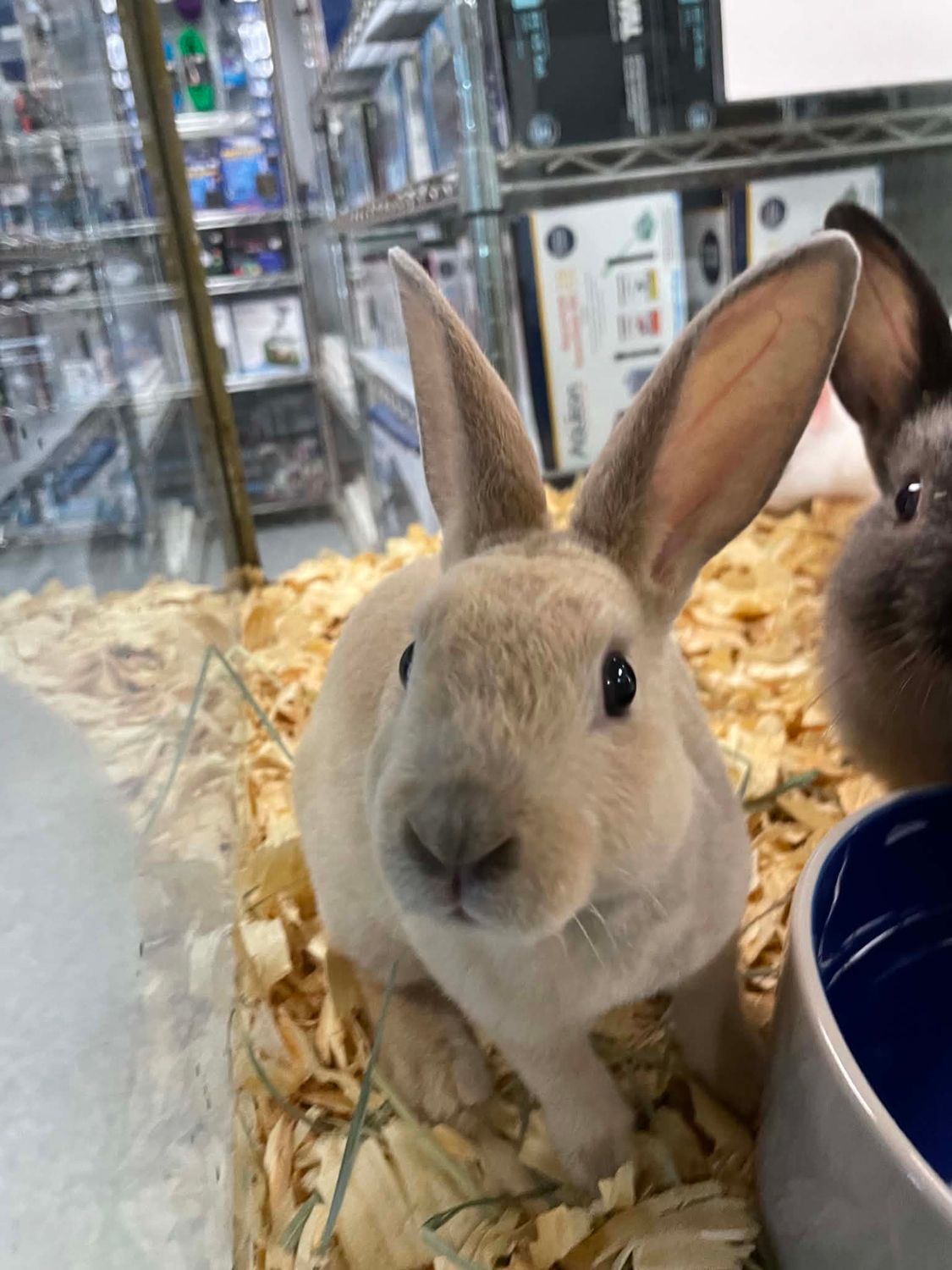 Assorted Bunnies