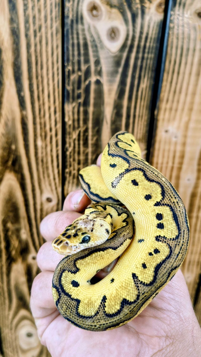 Clown, Enchi, Ball Python