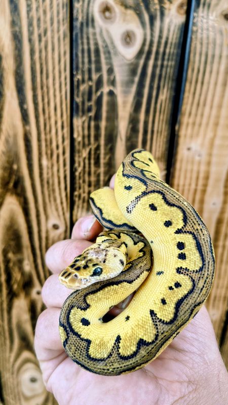 Clown, Enchi, Ball Python