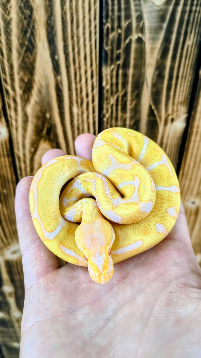 Albino, Candy, Enchi, Ball Python