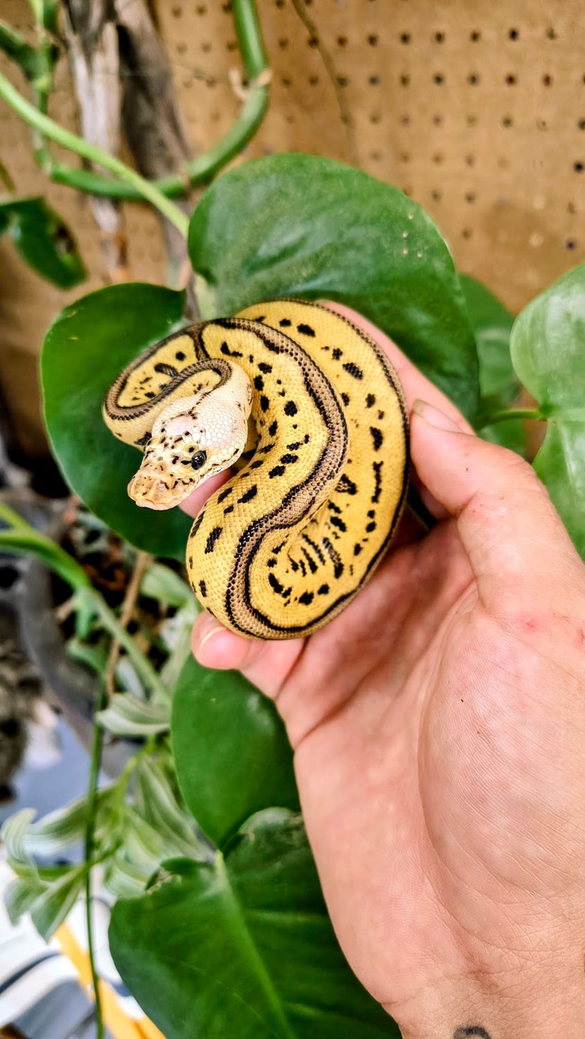 Clown, Leopard, Ball Python