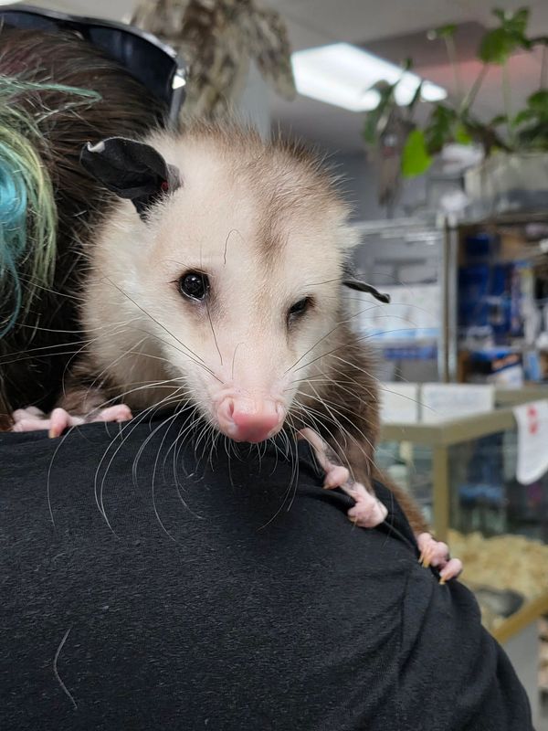 Animal Encounters!  Get hands-on with some more exotic species!