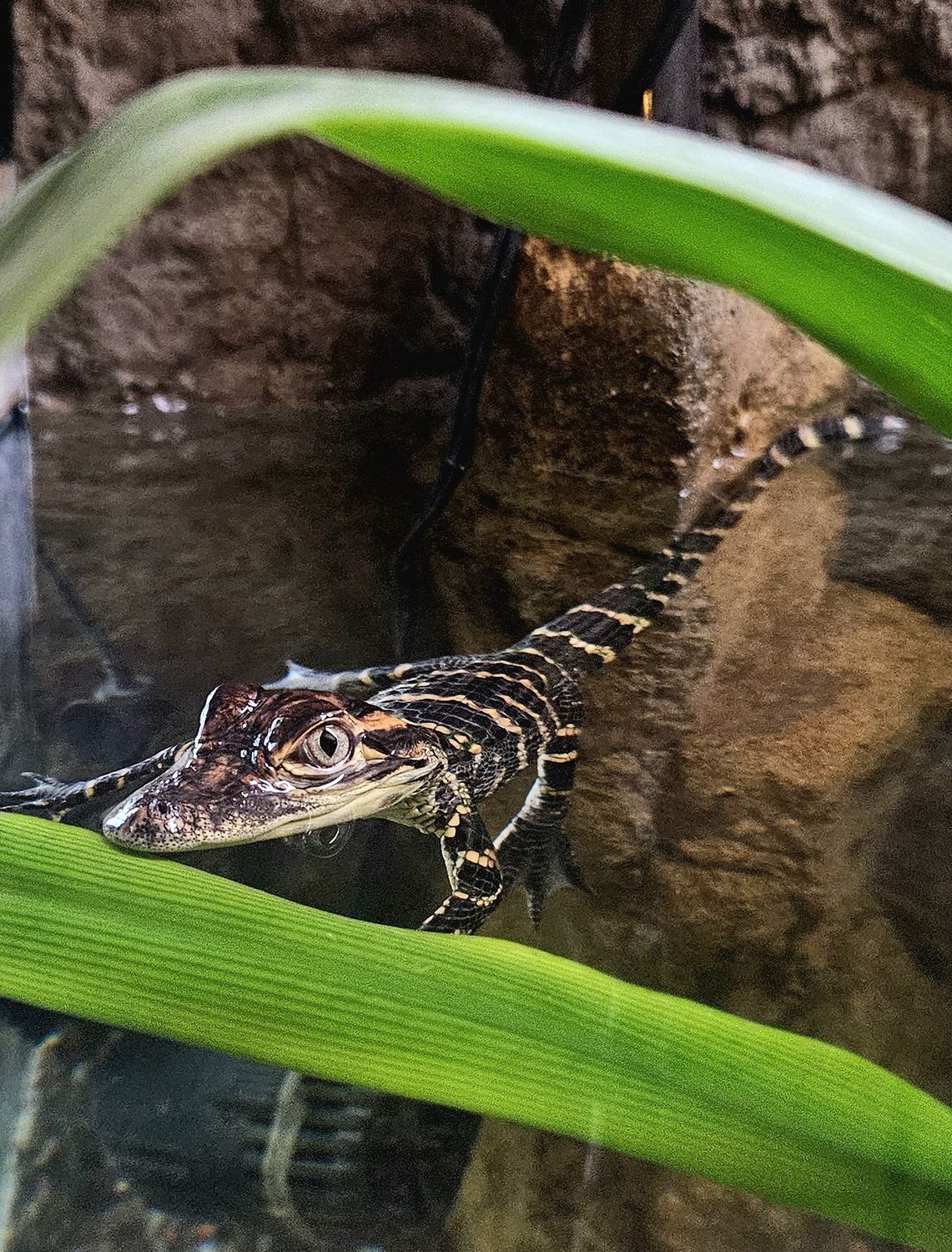 Animal Encounters!  Get hands-on with some more exotic species!, Choose: Baby Alligator