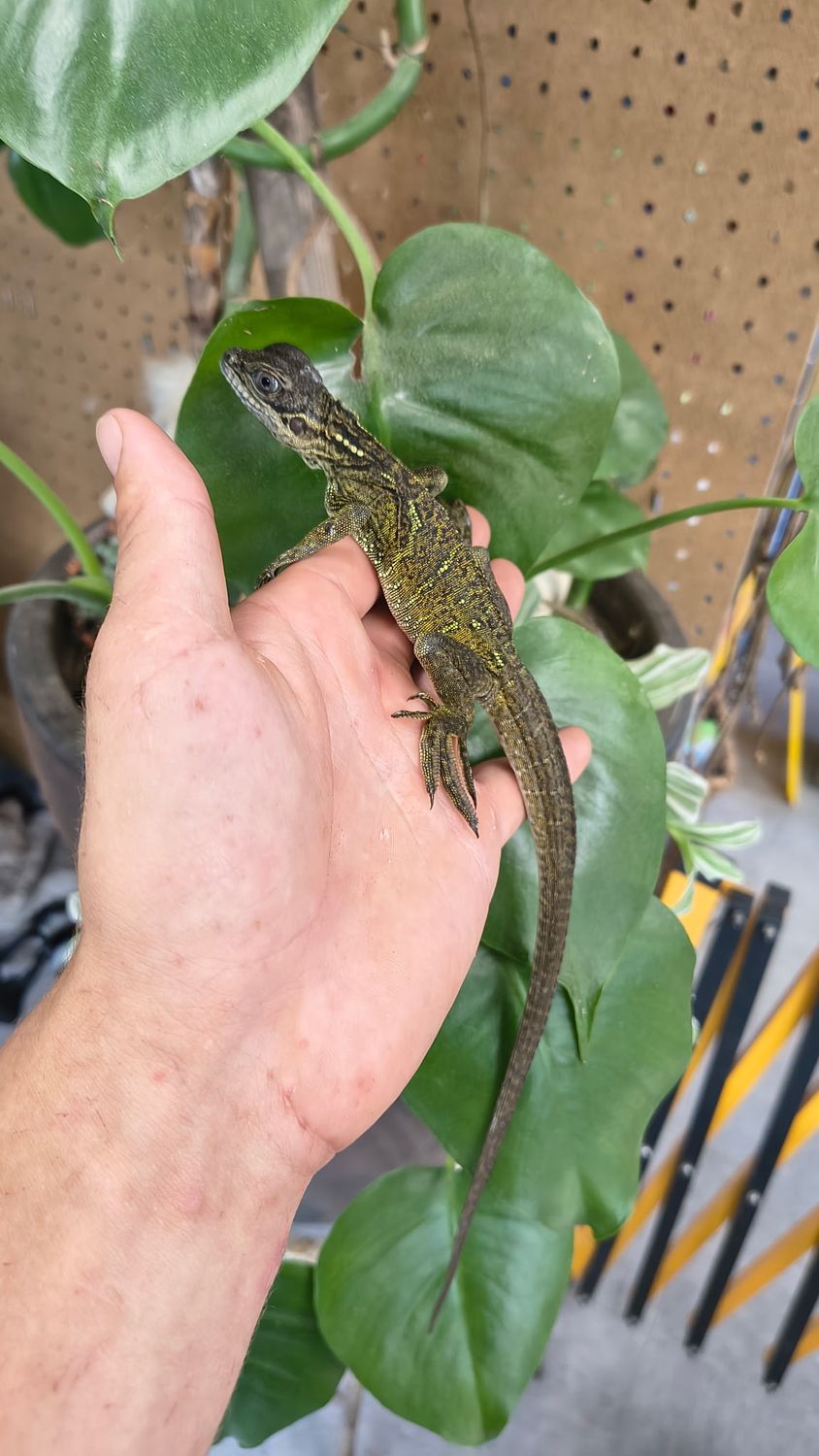 Amboina Green Sailfin Dragon