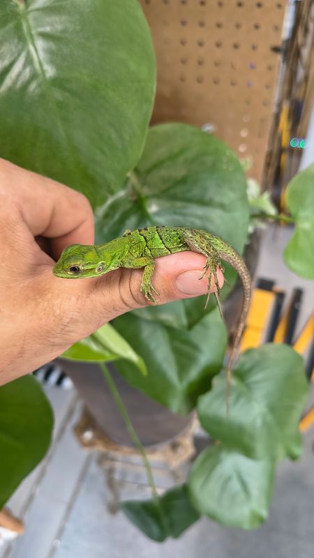 Spiny Tail Iguana