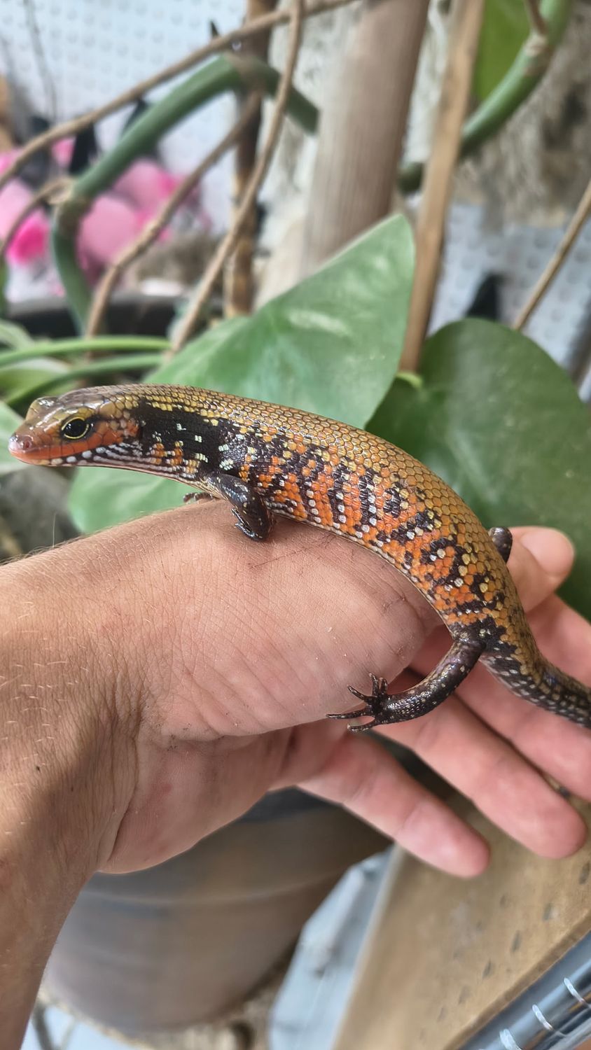 African Fire Skink
