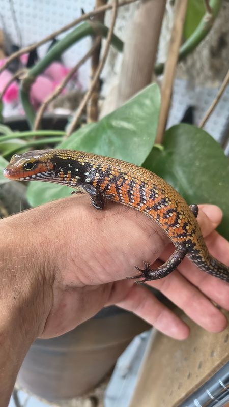African Fire Skink