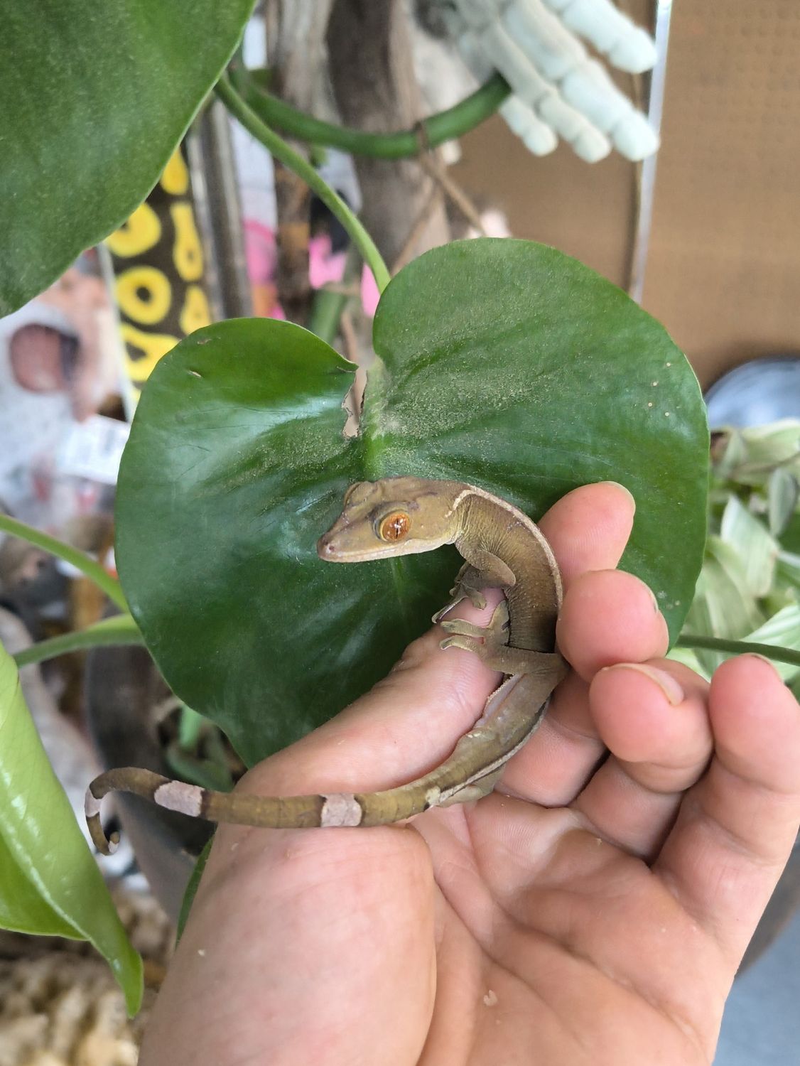 White Lined Gecko