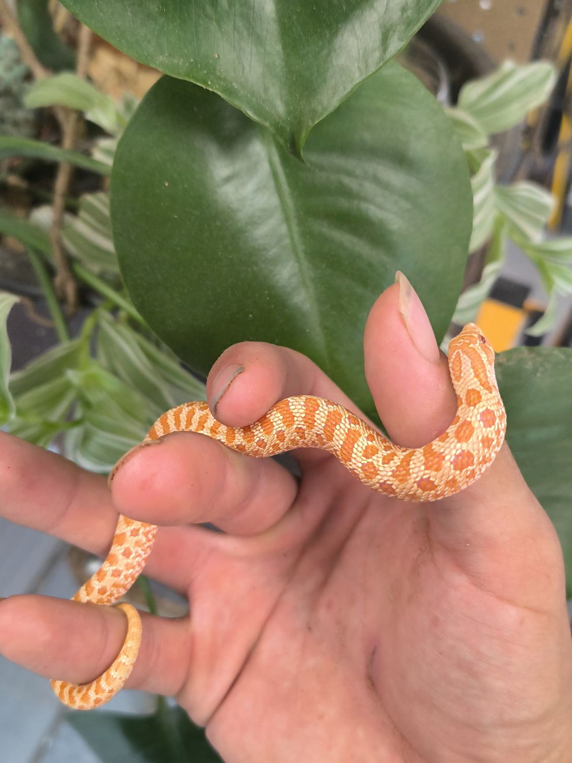 Albino, Western Hognose