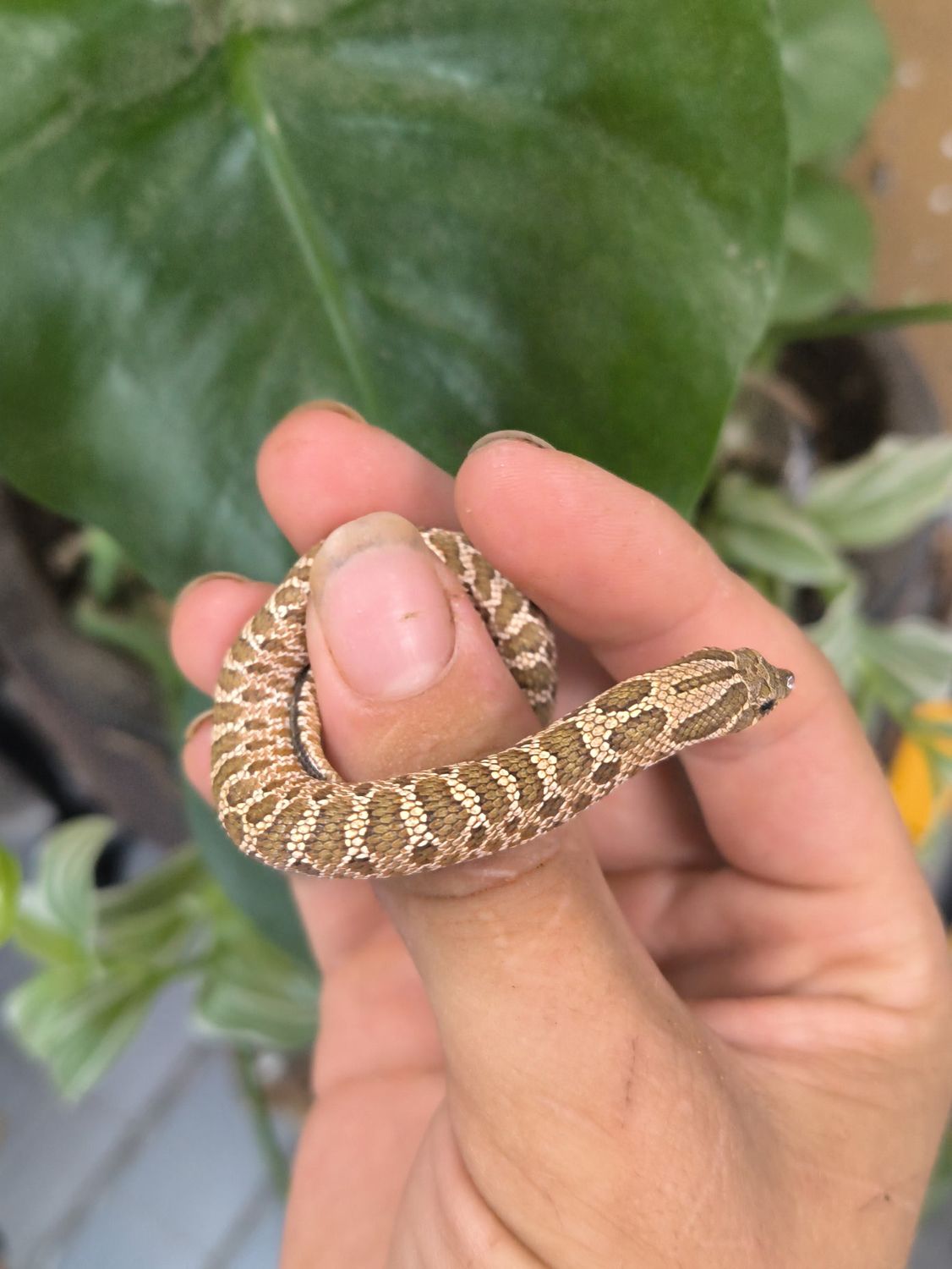 Western Hognose