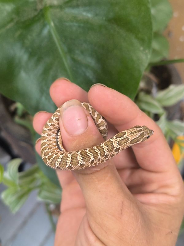 Western Hognose