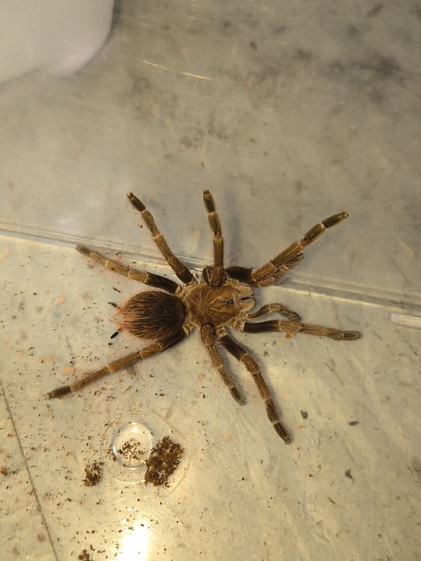Mascara Bird Eater Tarantula, male
