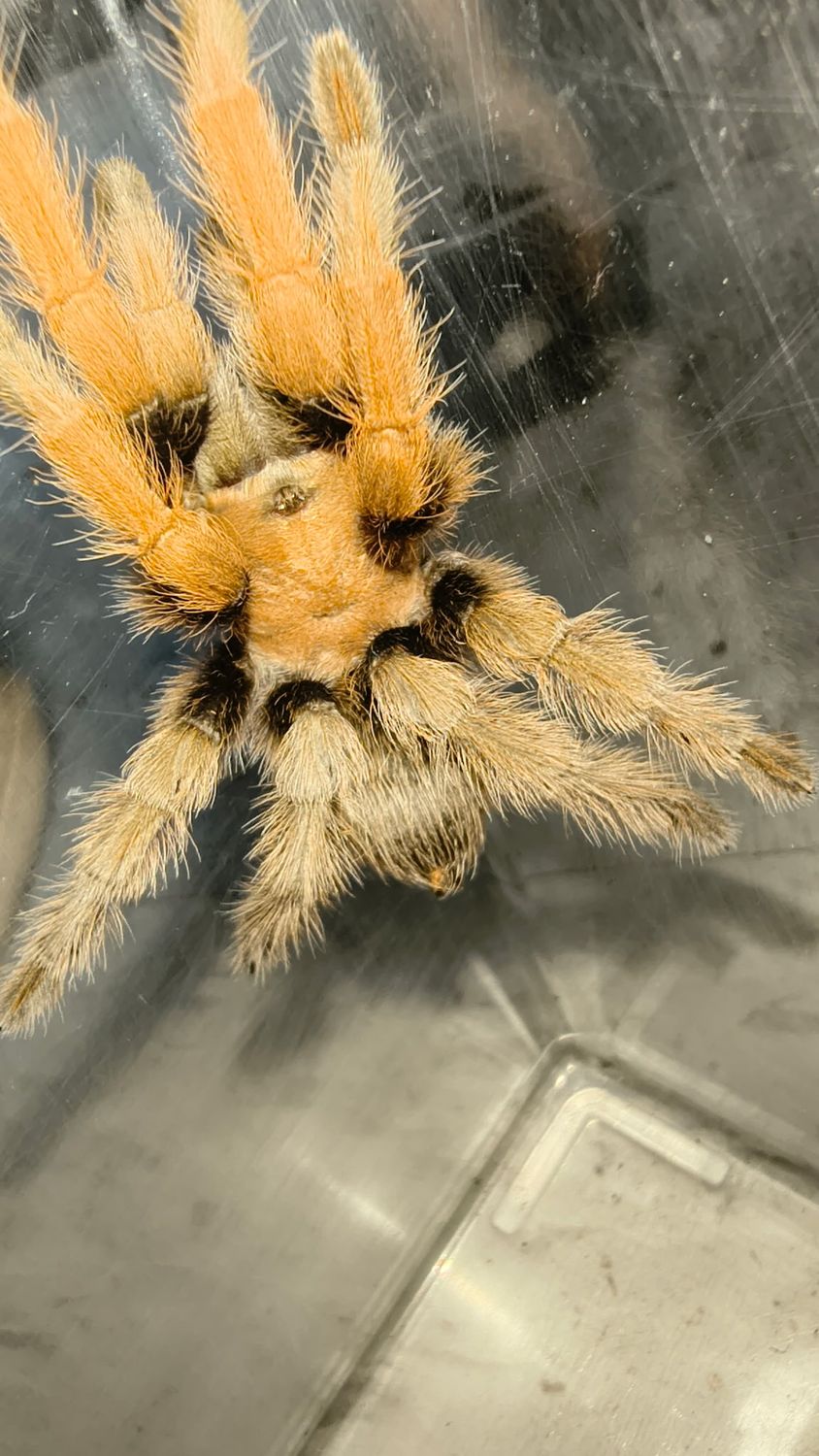 Arizona Blonde Tarantula, juv.