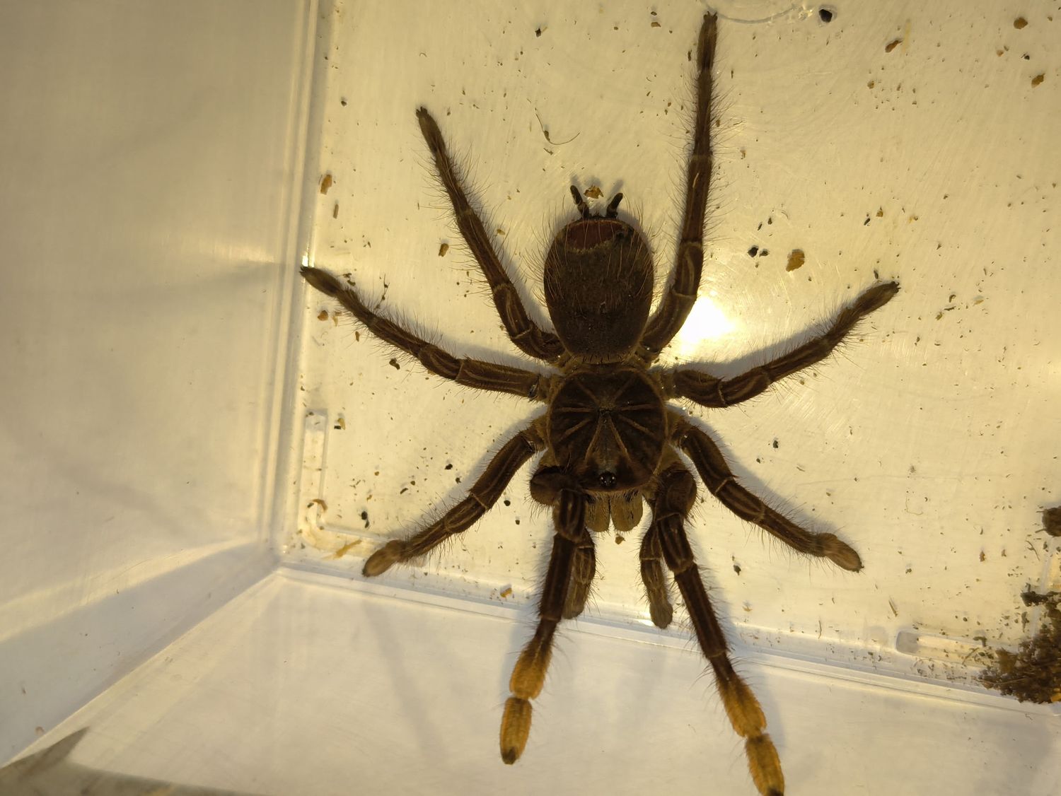 Goliath Bird Eating Tarantula