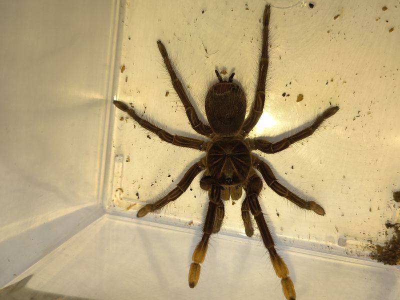 Goliath Bird Eating Tarantula